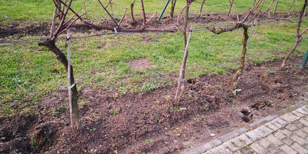 Winorośl dojrzała 7-8 lat. Grube zdrowe pniaki  z ramionami. Odbiór os