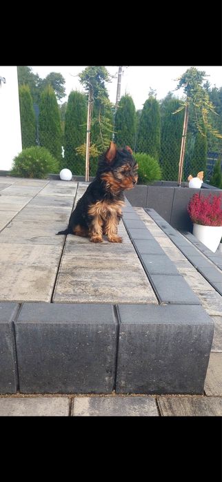 York piesek bez wad