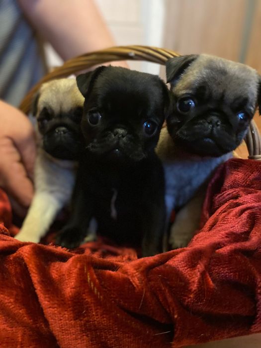 Мопсятка дівчатка