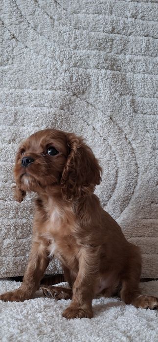 Cavalier Charles Spaniel samiec ruby
