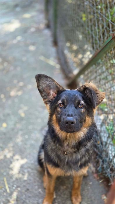 Sunia do adopcji