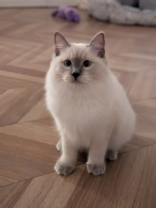 Rasowy kocur Ragdoll z rodowodem FPL / Rodzina z dziećmi i psem