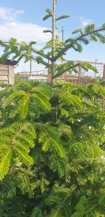 Ділянка 18,5 сот поруч з лісом, пилорама, госп.будівлі,с. Сінгури