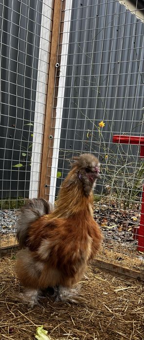 Кури Китайські шовкові (півники)