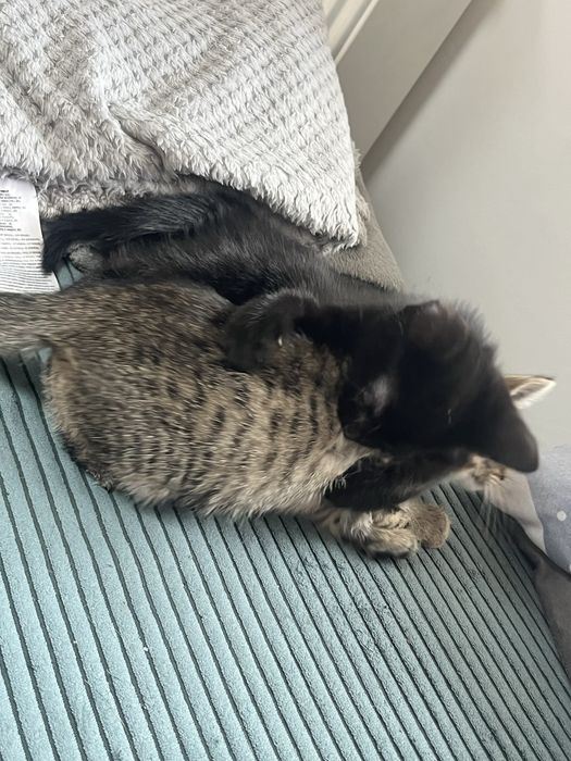 Kotki do adopcji