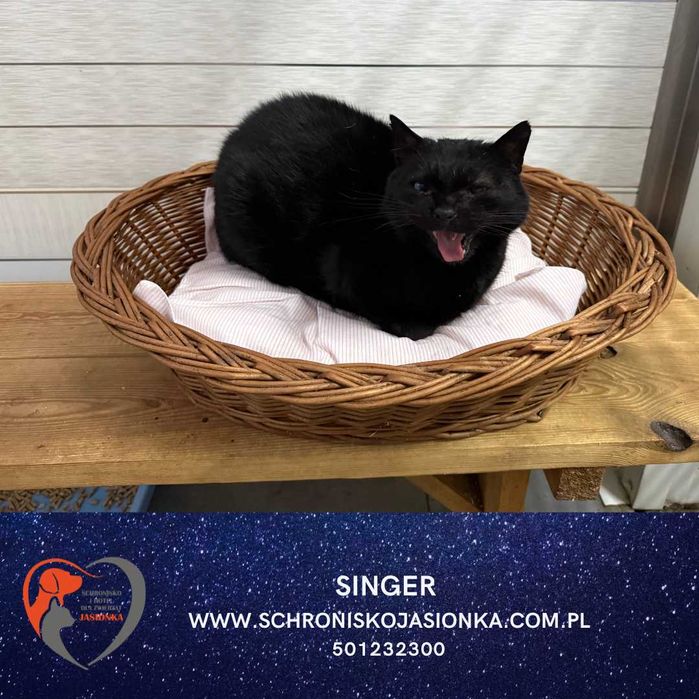 SINGER do adpocji Schronisko Jasionka