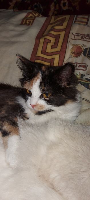 Зникла кішка у районі Диканівки