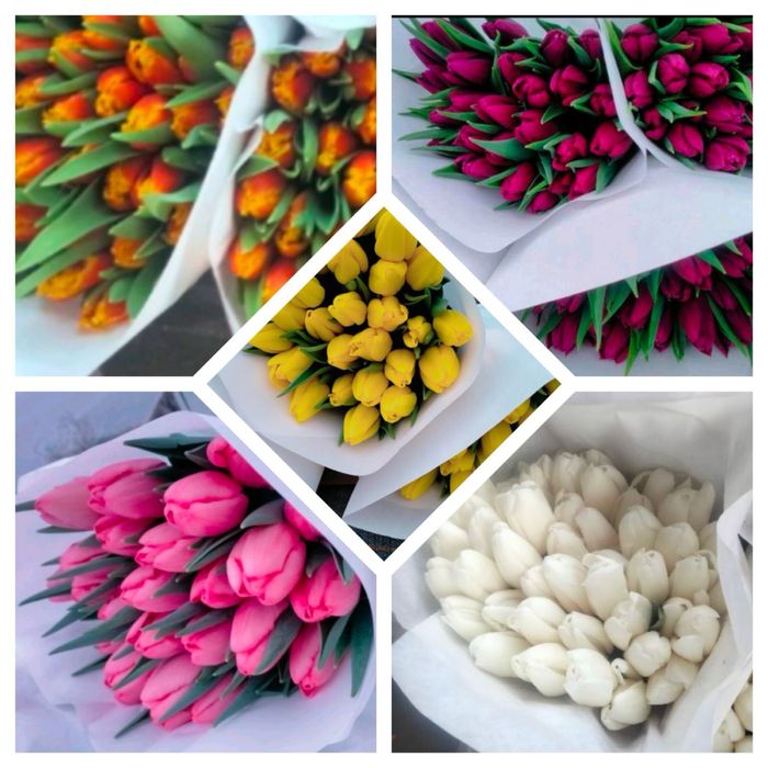Тюльпани Україна та Голандія