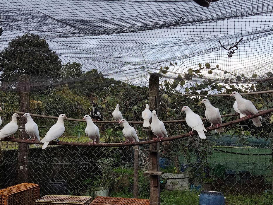 Alugo Pombos brancos