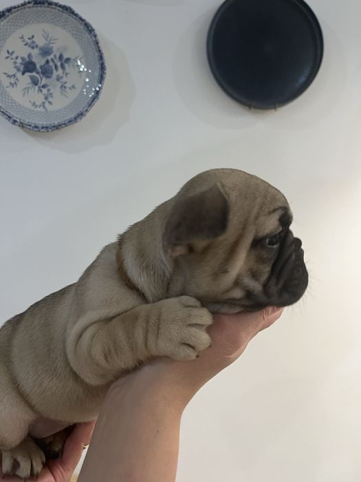 Bulldog Francês