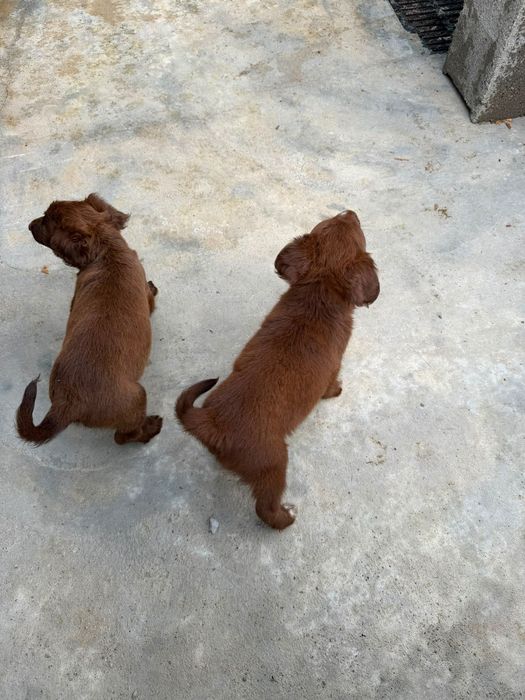Adoção de cães bebés
