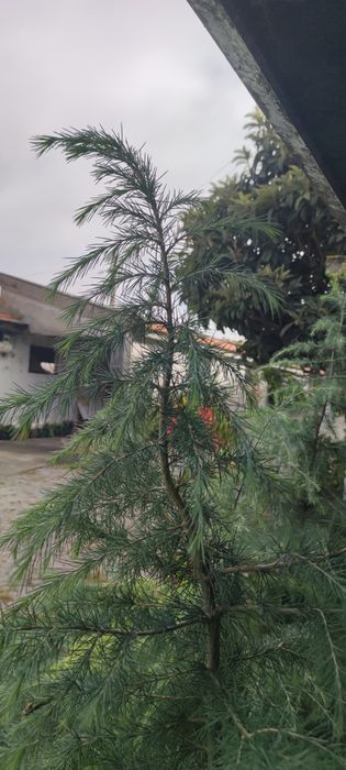 Cedros dos Himalaias