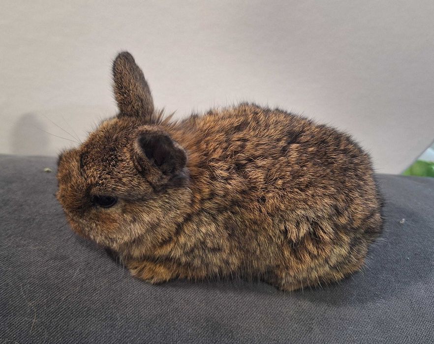 Крольчата карликовые. 1 месяц