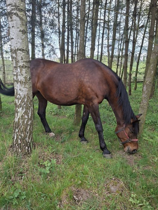 Klacz małopolska
