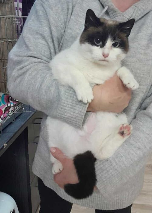 Kicia o pięknym umaszczeniu.