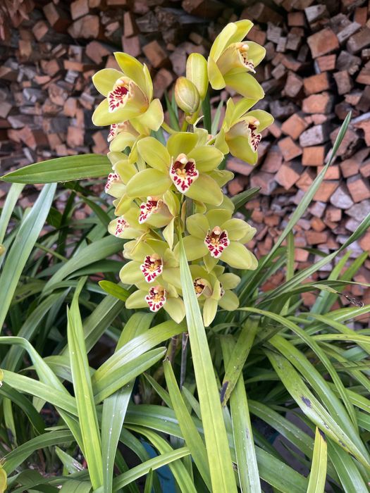 Orquídeas para venda