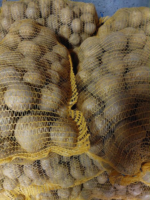 Ziemniaki jadalne Bryza