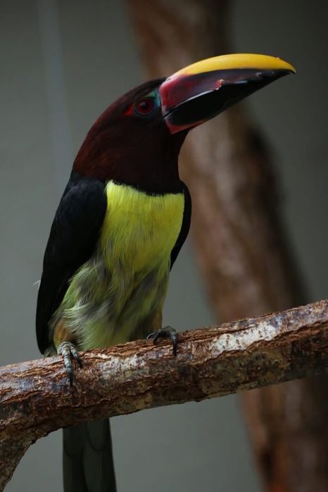 casal de araçaris-miudinhos (Pteroglossus viridis),