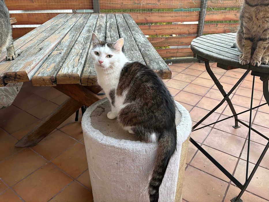 Piękna koteczka do adopcji