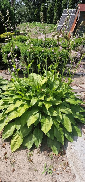 Hosta piekna dużą sadzonka dostepne rownoez rozchodniki i paprocie