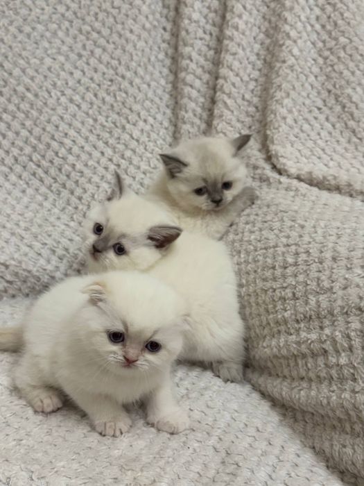 Шотландські котята