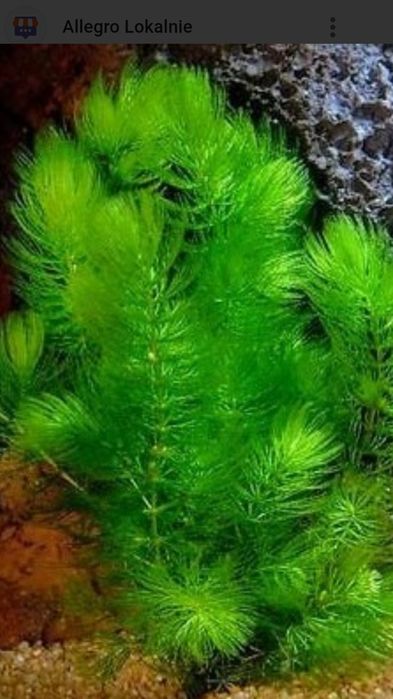 Rośliny akwariowe .Rogatek sztywny zielony.