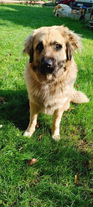 Oddam owczarka kakaskiego