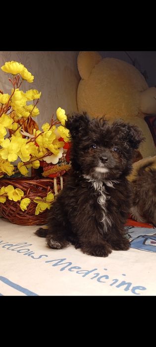 Мальтіпу хлопчик мініатюрний хлопчик мальтіпу