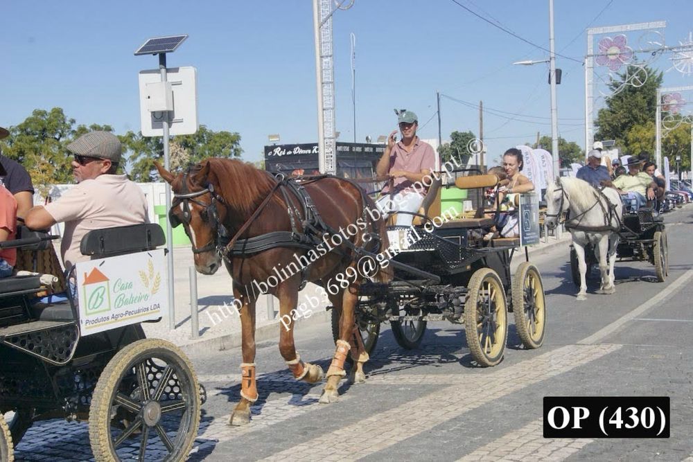 Cavalo Versatil Manso com 8 anos