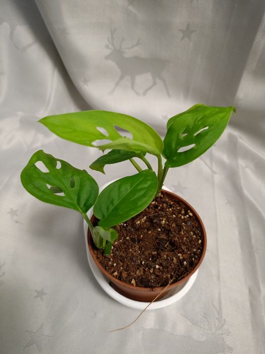 Монстер всі різні.