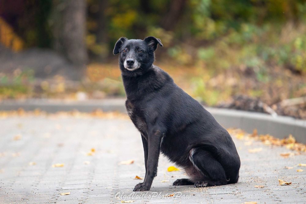 Віддам в добрі руки собаку дівчинку Аврору.