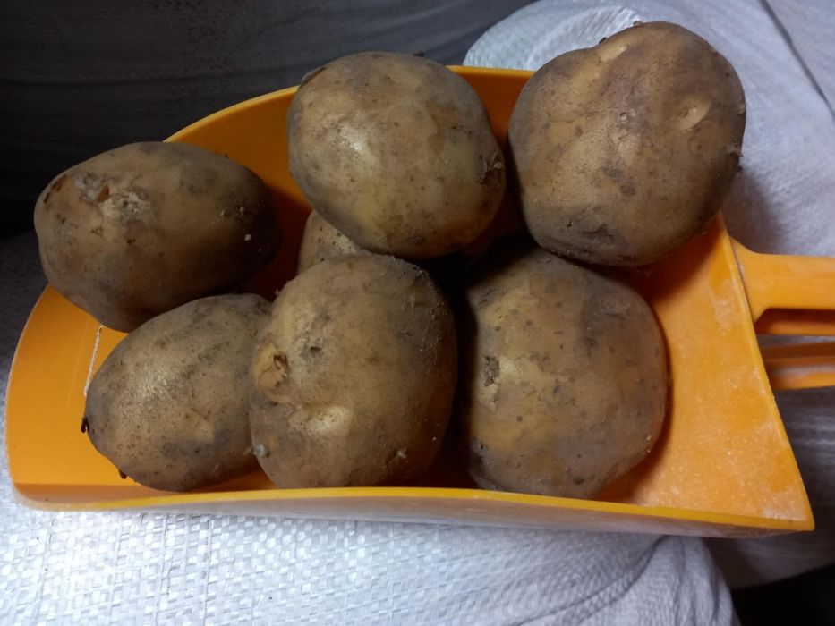 Ziemniaki (Bryza) Szczecin