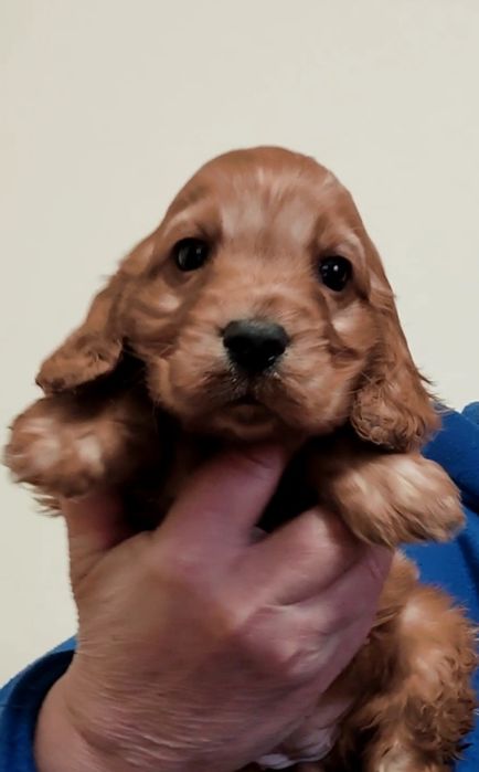 Дівчинка породи англійський кокер спаніель