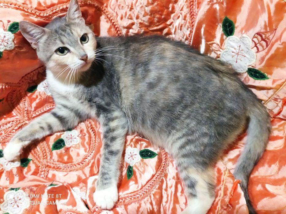 Кошечка в ответственные любящие руки