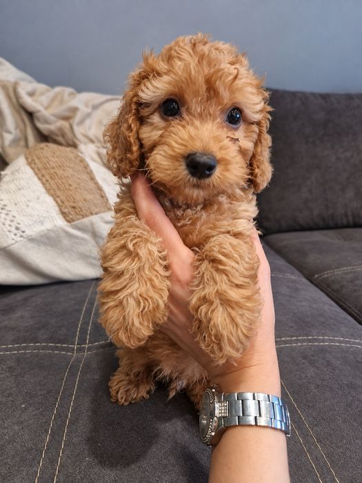 Piesek cockapoo F1B cockapoo/pudel toy