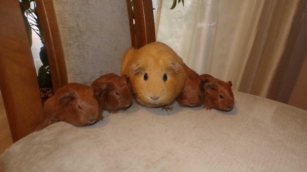 świnki  morskie rasowe gładkie  CREME, RUDE