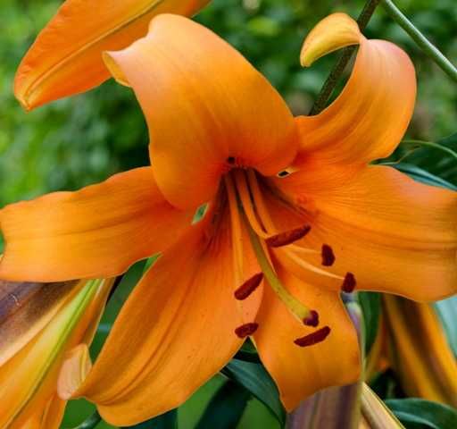 Cebulki Lilii 100 szt Różne Kolory Duże Cebule 100 szt tylko 119 zł !!