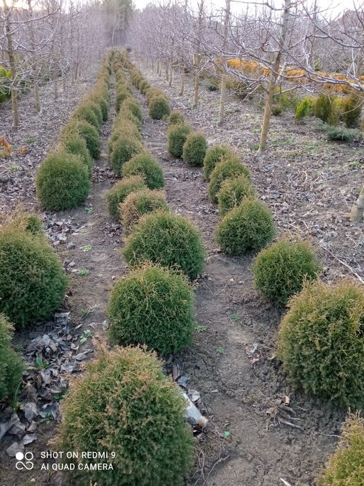 Продам Туя Ельвангера