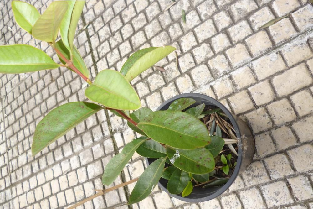 Araça amarelo/ vermelho