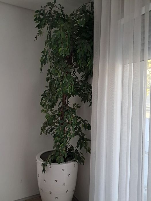 Ficus Benjamina Artificial — 2 Metros de Altura