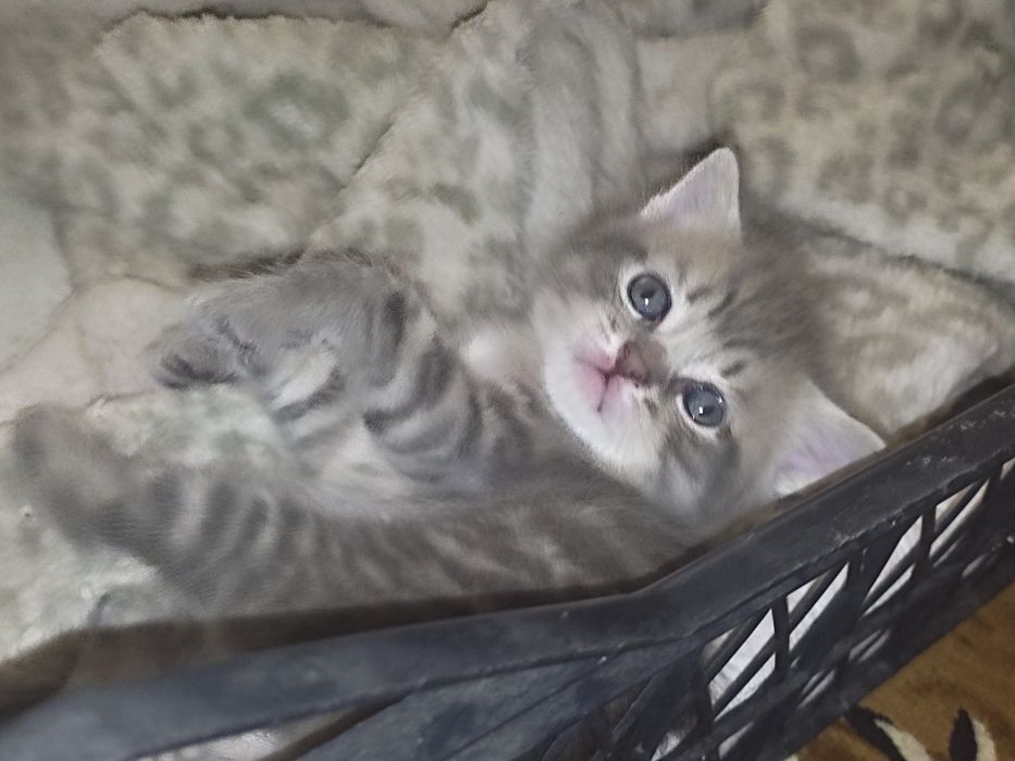 Британцы вислоухая, прямые ушки