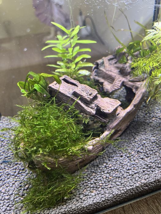 Decoracoes apenas [aquario e outros ja vendido]