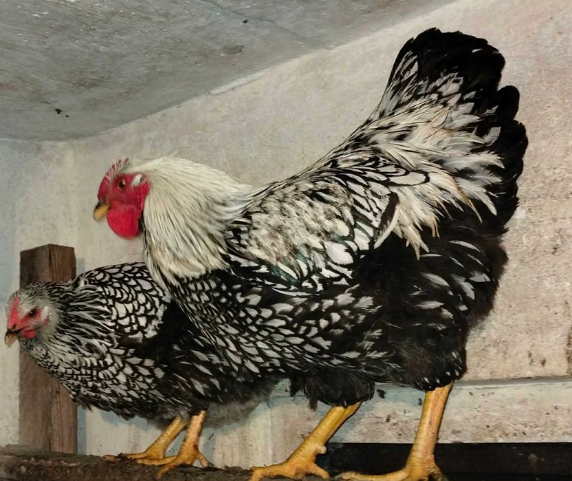Jaja lęgowe kury mix: Wyandotte srebrnołuskowe, Rossa, Sussex, Brahma jajka lęgowe
