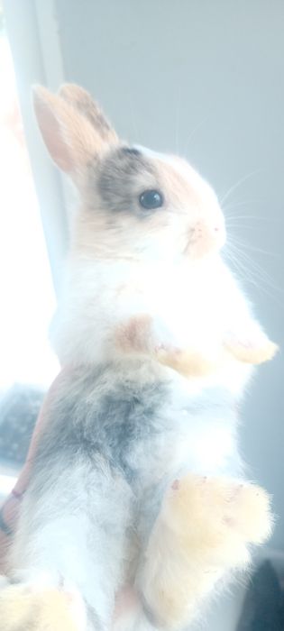 Króliczki miniaturki lwie