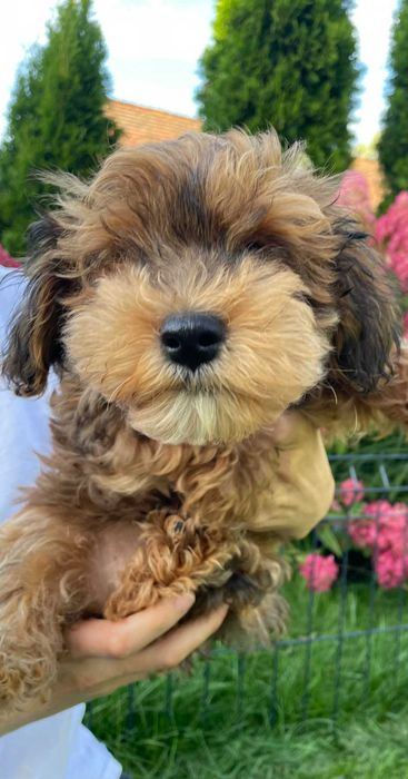 Hawapoo/Maltipoo niesamowita sunia o imieniu Helena