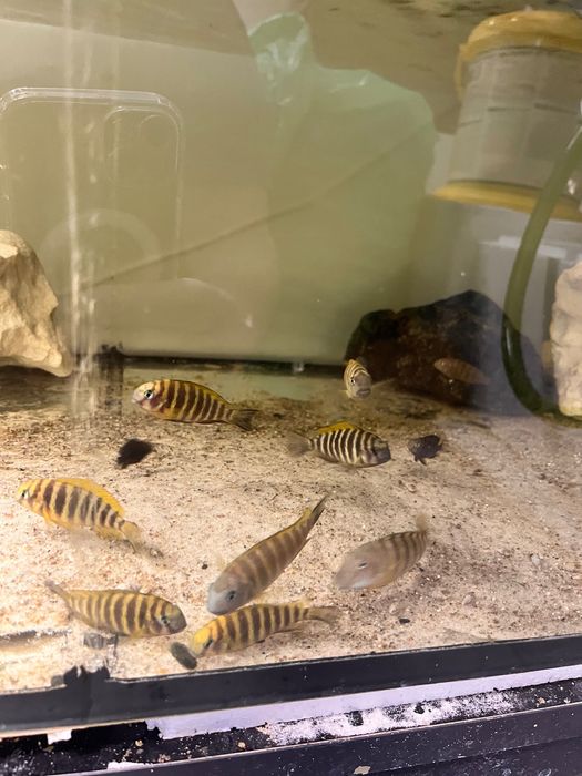 Tropheus Kerenge Tanganika po rodzicach z odłowu!