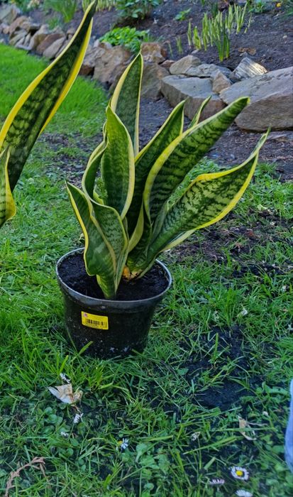 * Sanseveria *Języki teściowej*