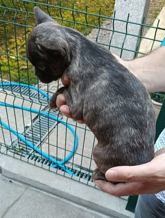 Bulldog francês blue Brindle