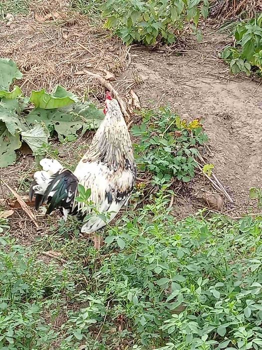 Продам парами (П+К) молодняк декоративних курочок Бентамок.