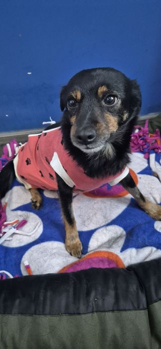 Mała suczka około 3 lata